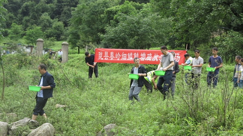 继今年6月7日在陇县固关保护区双岔河段放流1000多尾细鳞鲑幼苗后,7月9日,陇县秦岭细鳞鲑保护区管理处在保护区千河上游浦峪河流域木拉石沟段成功放流秦岭细鳞鲑幼苗2万余尾。.jpg